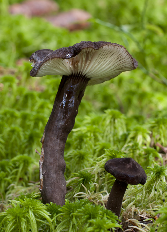 Lactarius lignyotus